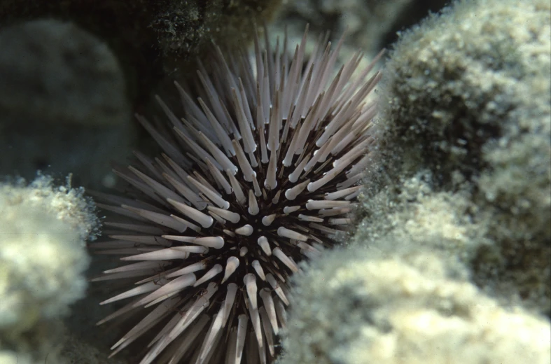 the animal has been pographed around a coral