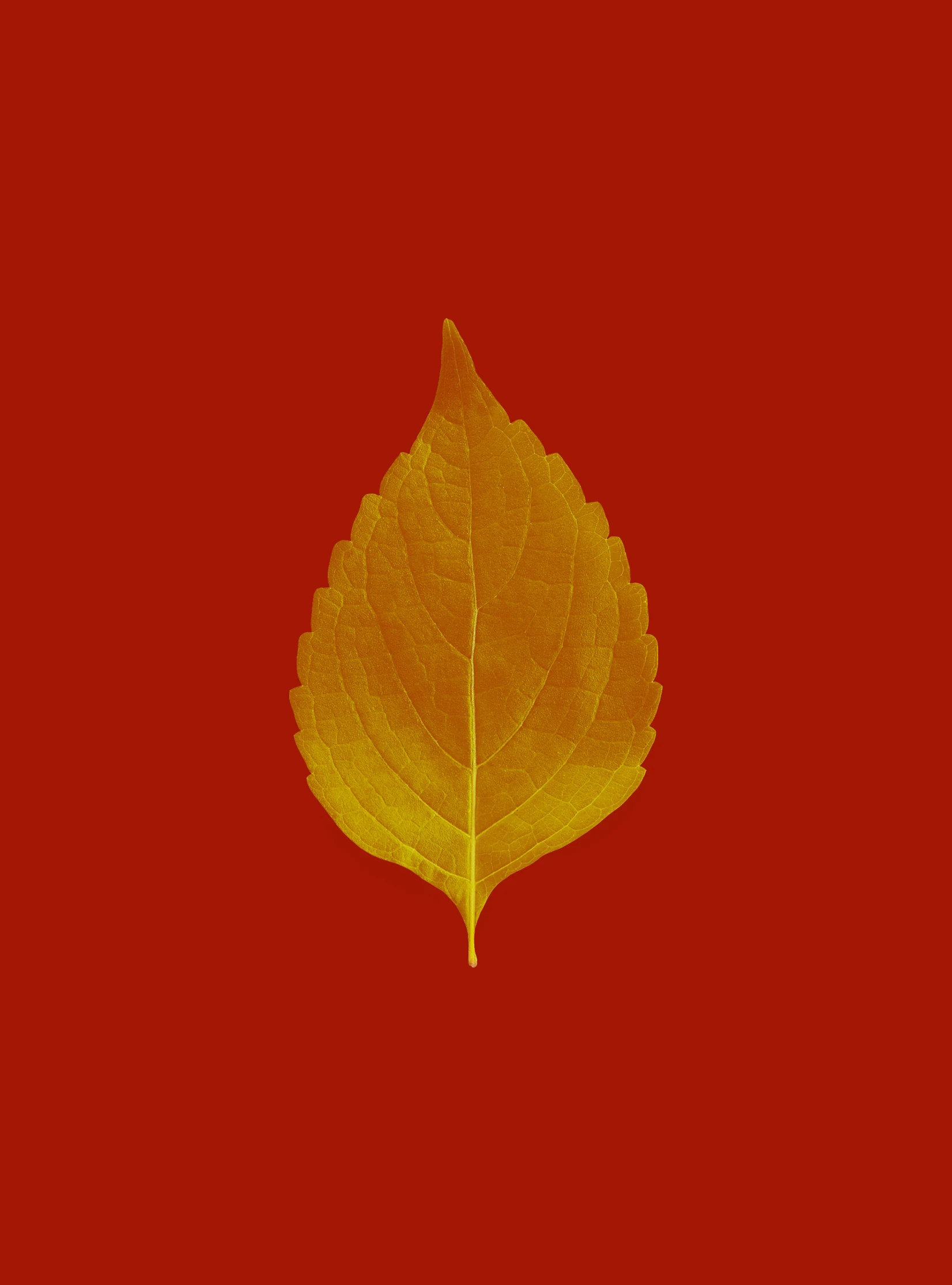 a yellow and red leaf on a red background