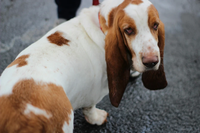 a brown and white dog with spotted ears