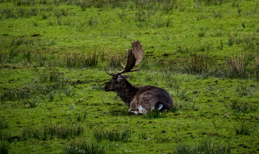 an image of a moose laying in the grass