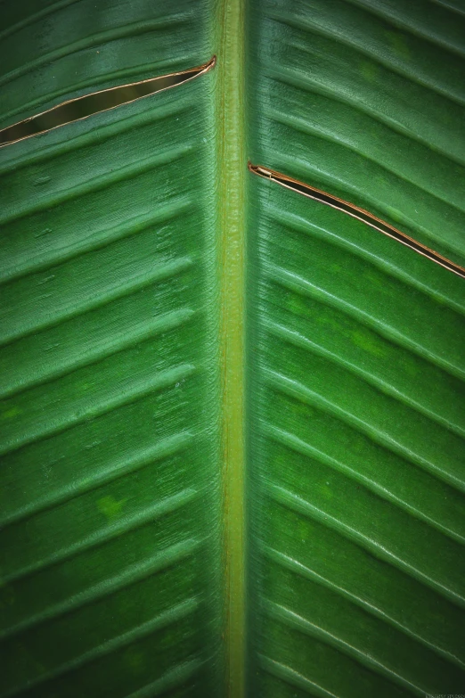 closeup view of the back side of a green plant