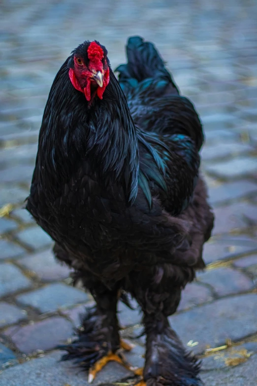 a rooster standing in the middle of a cobblestone walkway