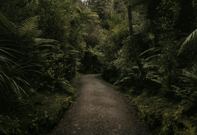 an image of a path through the dense tropical trees