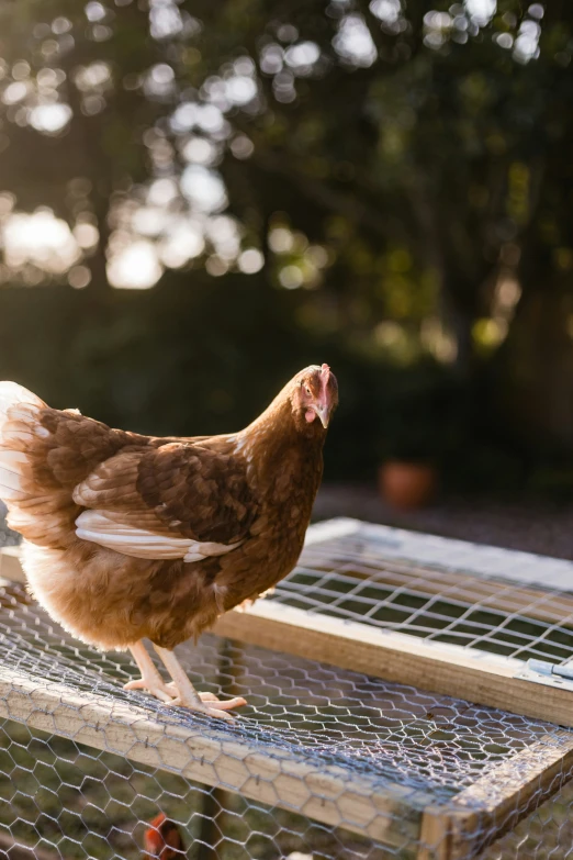 the brown and white chicken is standing on a fence