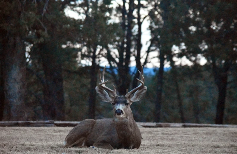 an animal that is laying down in the grass