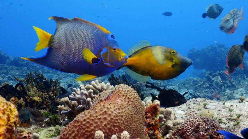 three colorfully colored fish are swimming on the sea floor