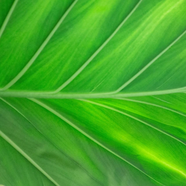 green leaf in close up with only the center piece visible