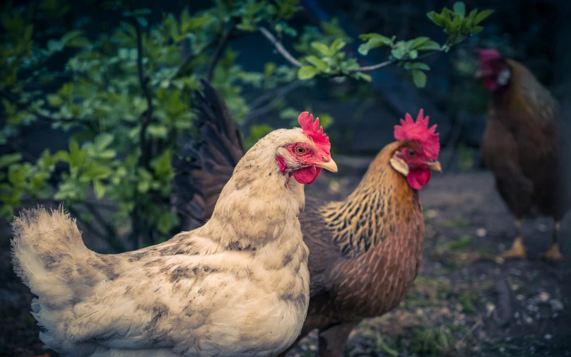 three chickens stand in the dirt by some trees