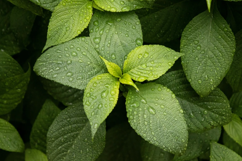 several leaves with drops of dew on them