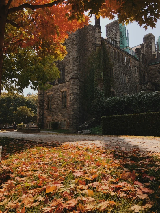 a tree next to an old brick building