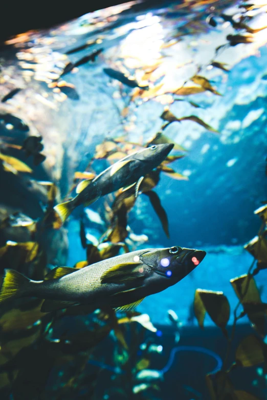 some fish swimming in an aquarium next to some plants