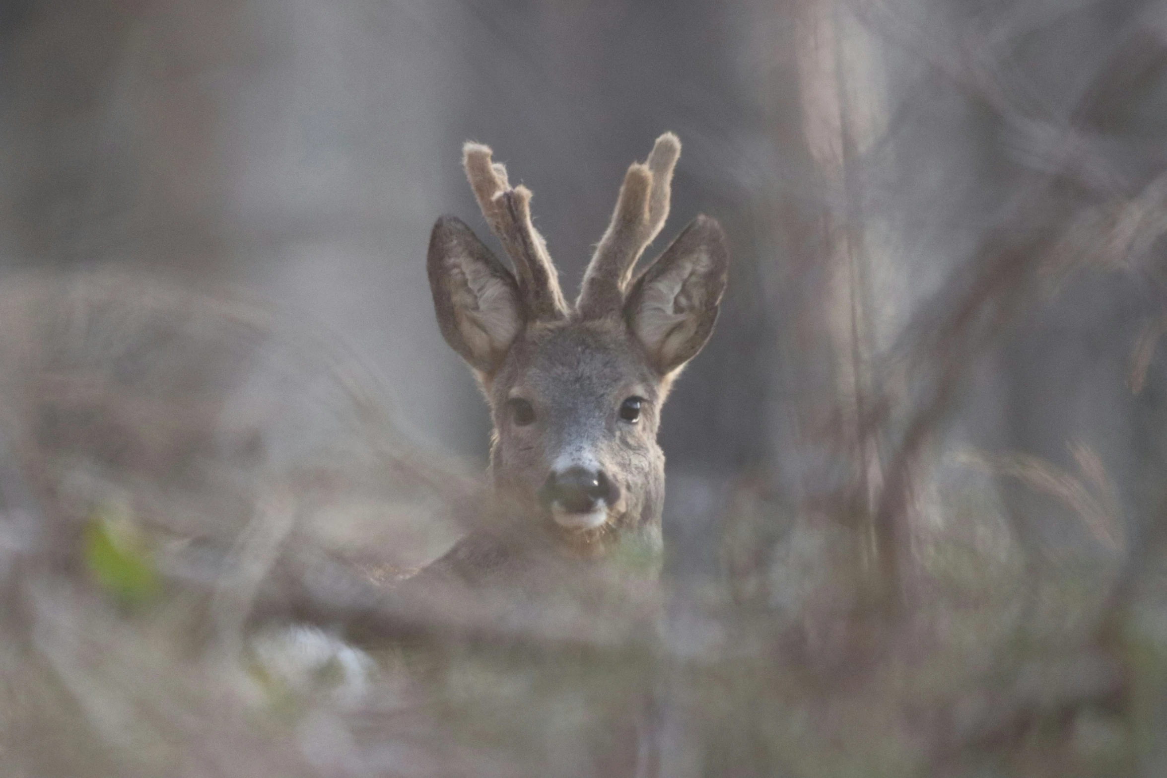 a lone deer staring at the camera through grass