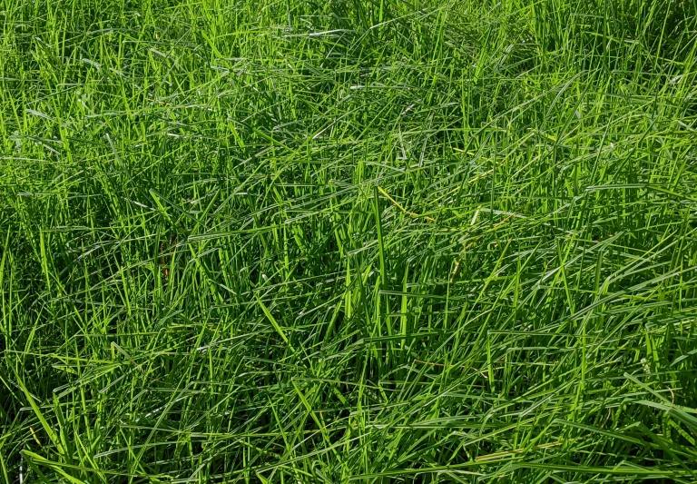 a close up view of tall green grass