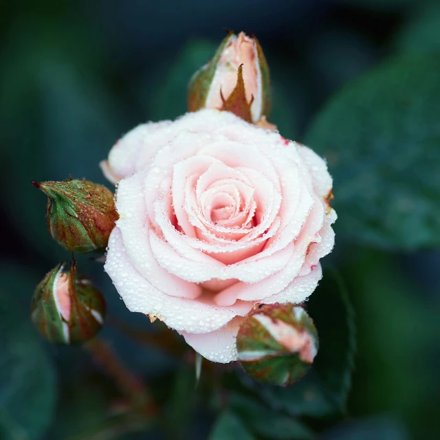 a pink rose with green leaves in the background