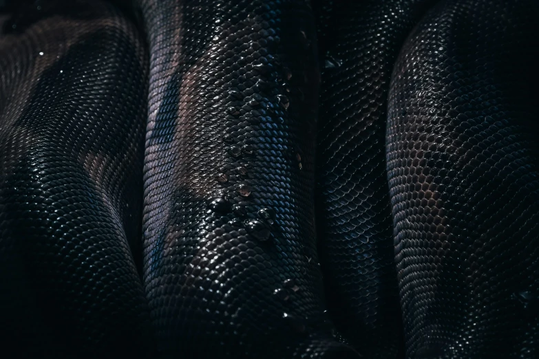 an image of a number of large snake skin