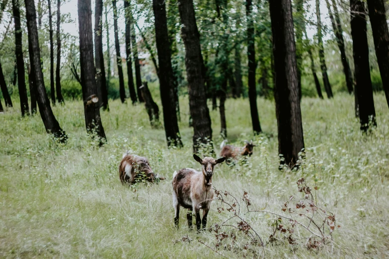 some deer standing in the woods near some trees