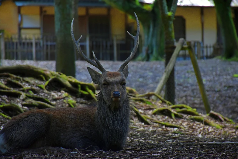 a deer is standing in the forest with moss and leaves