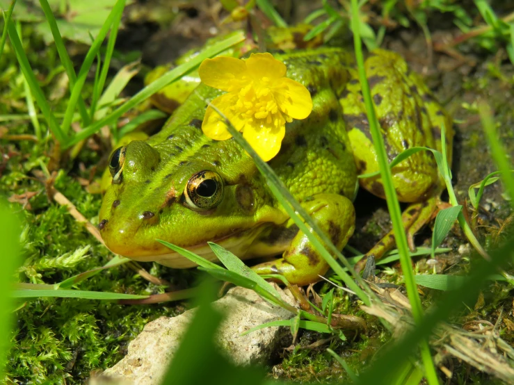 a green frog with yellow flowers growing out of its shell