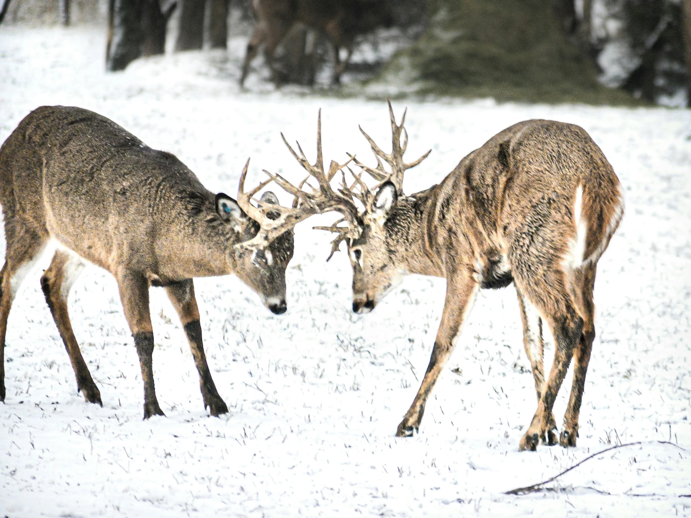 two adult deer standing together in the snow