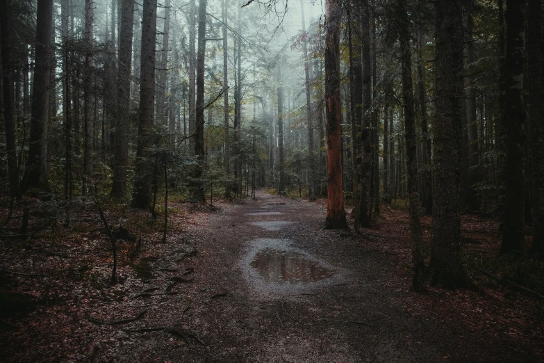 a tree lined trail is in the middle of the forest