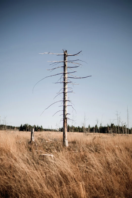 a tree standing in the middle of an empty field