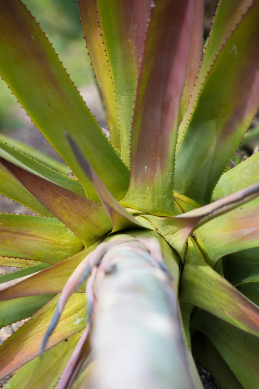 close up s of the end of a leafy plant