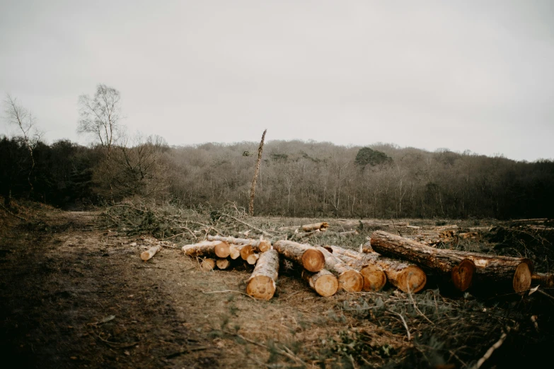 the remains of large tree trunks lie in the grass