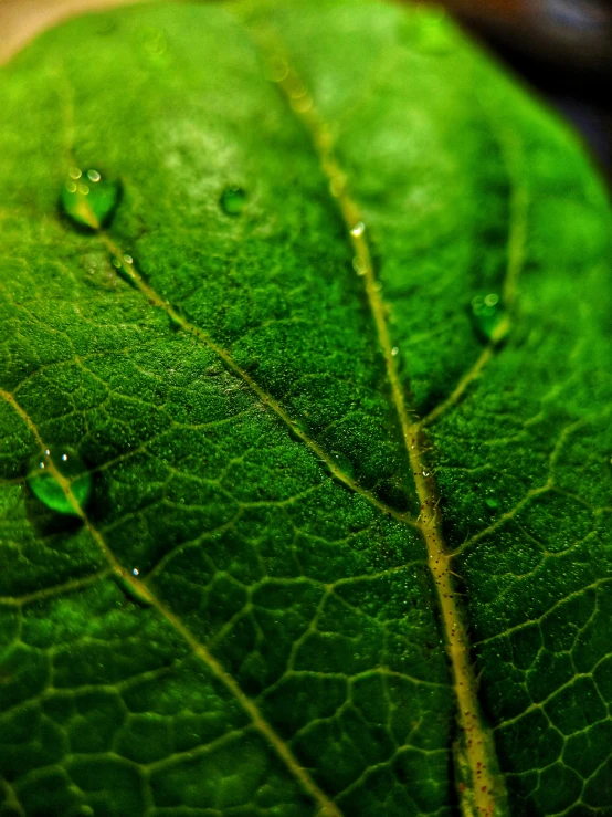 green leaf with drops on it that has water on it