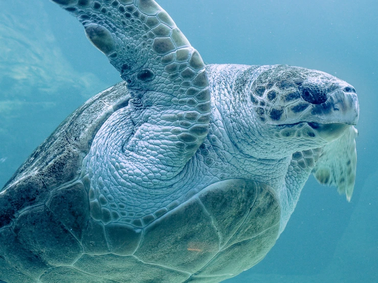 a turtle swimming in the water near a coral reef