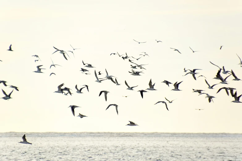flock of birds flying over the water near the beach