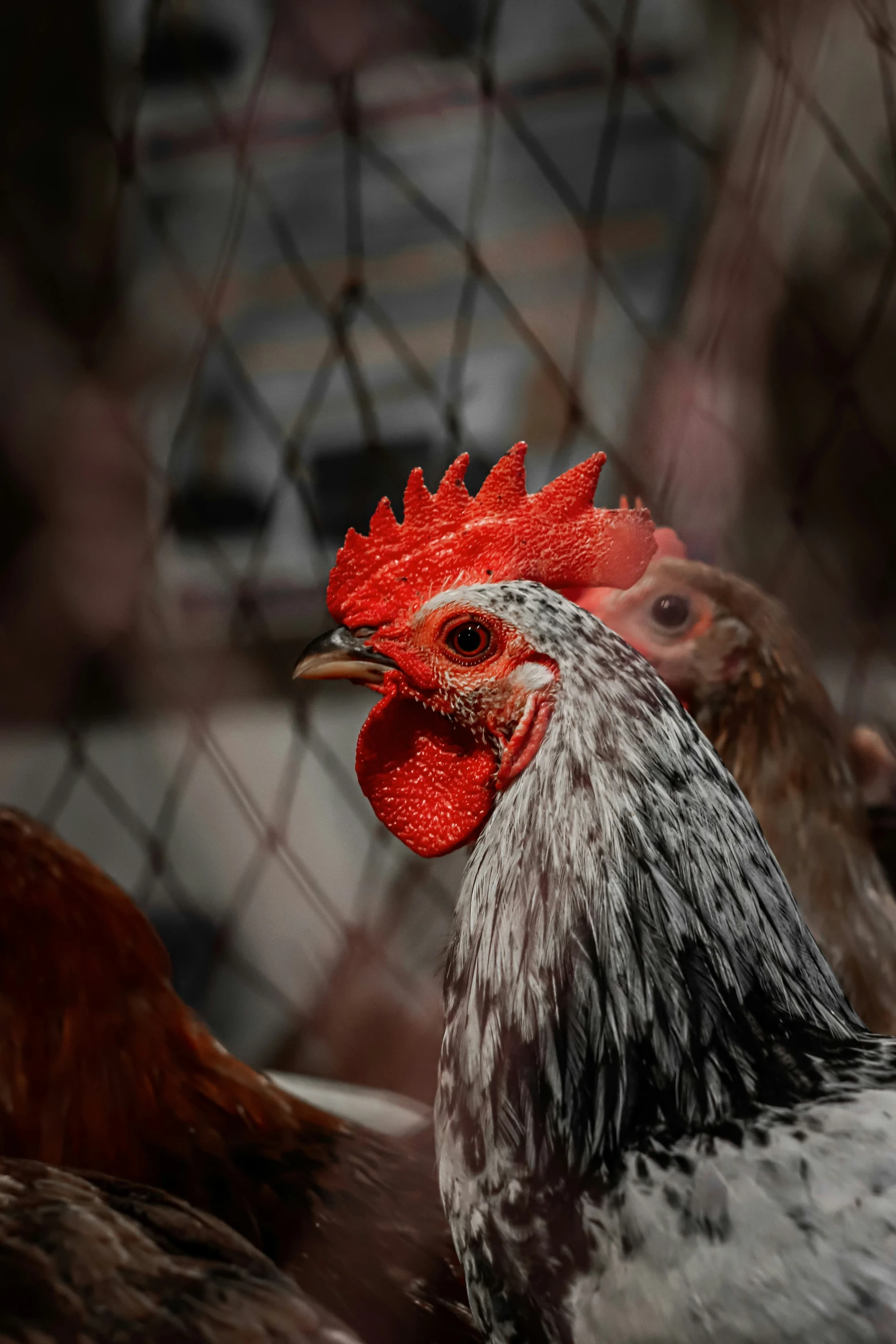 some chickens with red and white markings on their heads