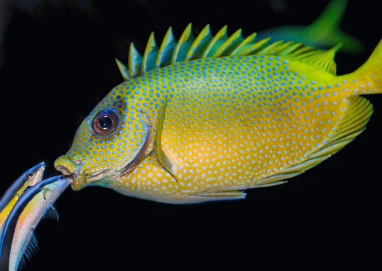 a yellow and blue fish in the water with some long fins