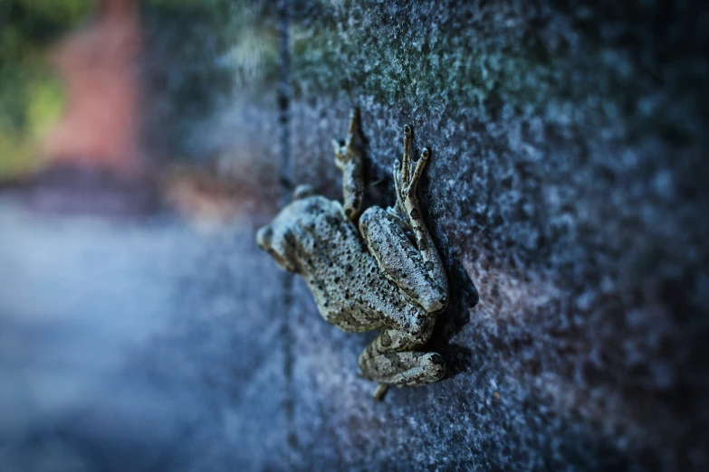 a closeup of a frog on the wall