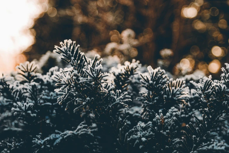 a large group of small trees covered in snow