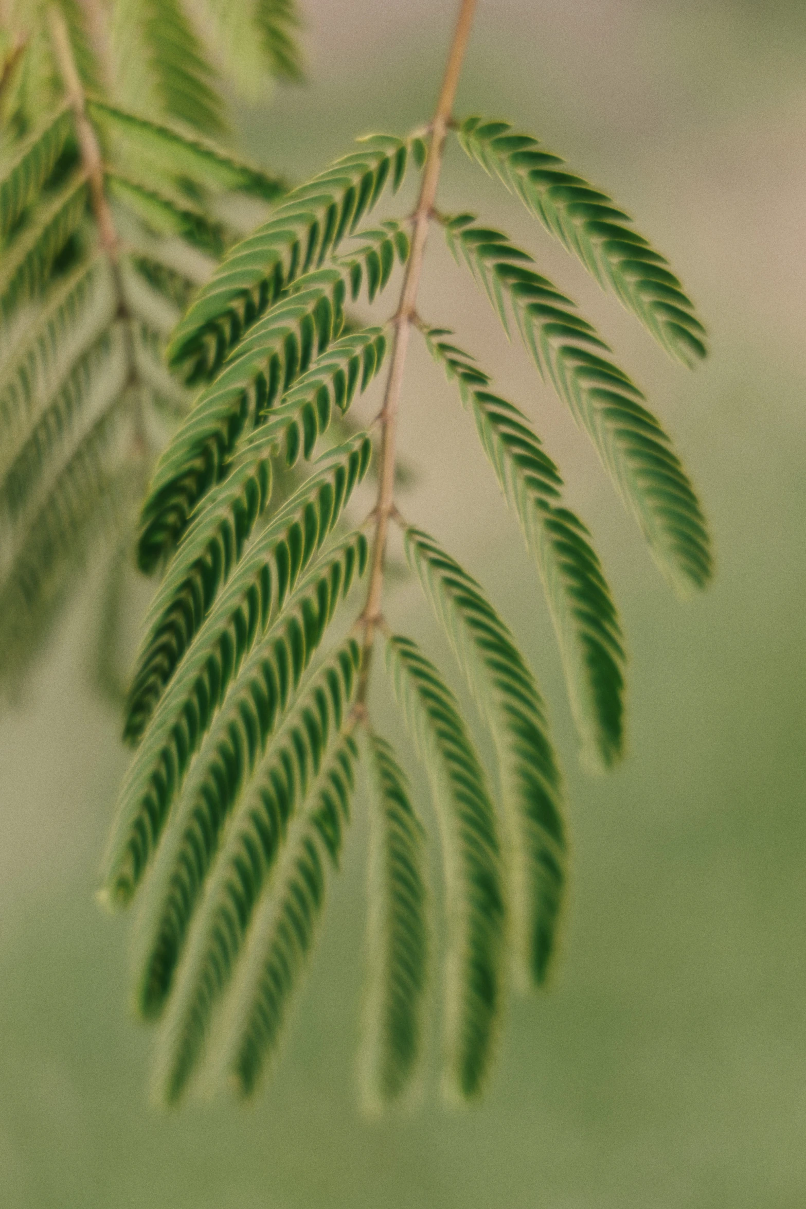 close up po of green leaves and blurred background