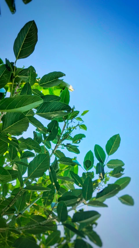 some green leaves are reaching up into the sky