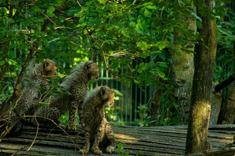 two spotted bears sit on a fallen tree