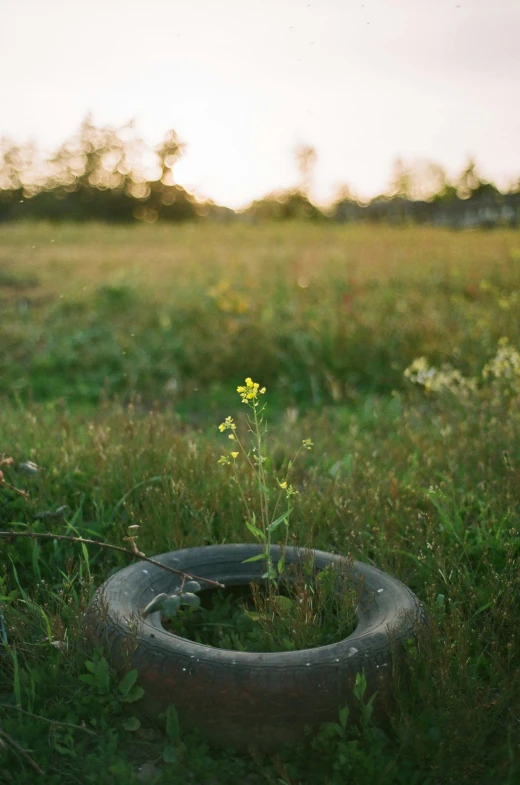 a plant grows in an old tire in a grassy field