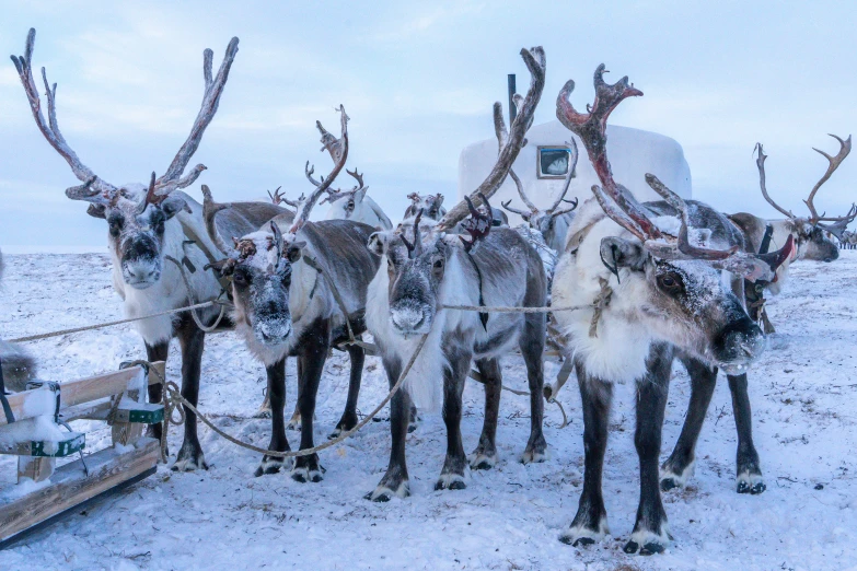 a group of reindeer are standing in the snow