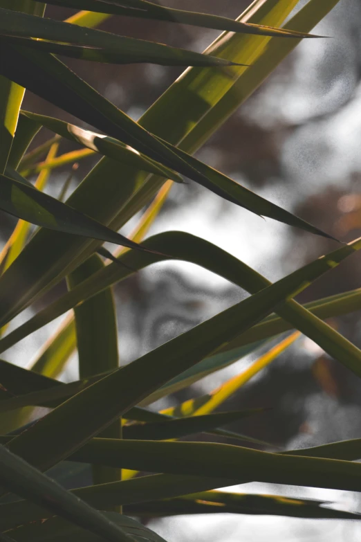 a bird perched on top of a tall leafy tree