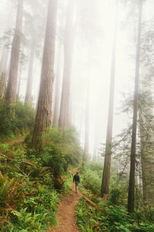 dog hiking in a dense forest with trees