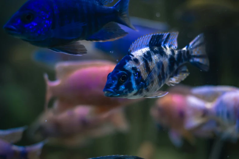 a close up s of some fish in a tank