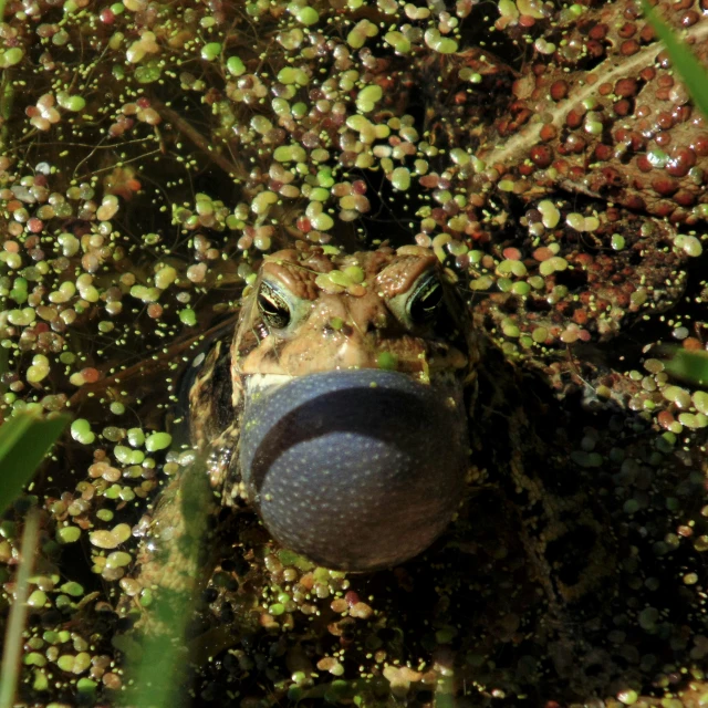 a frog pokes its head through some water