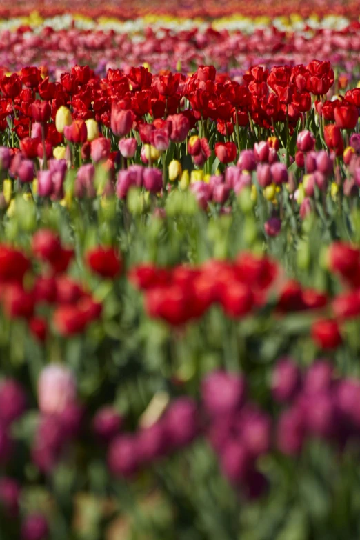 a field with many red flowers growing in it