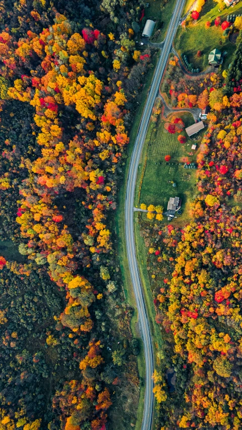 an aerial s of a road surrounded by colorful autumn leaves