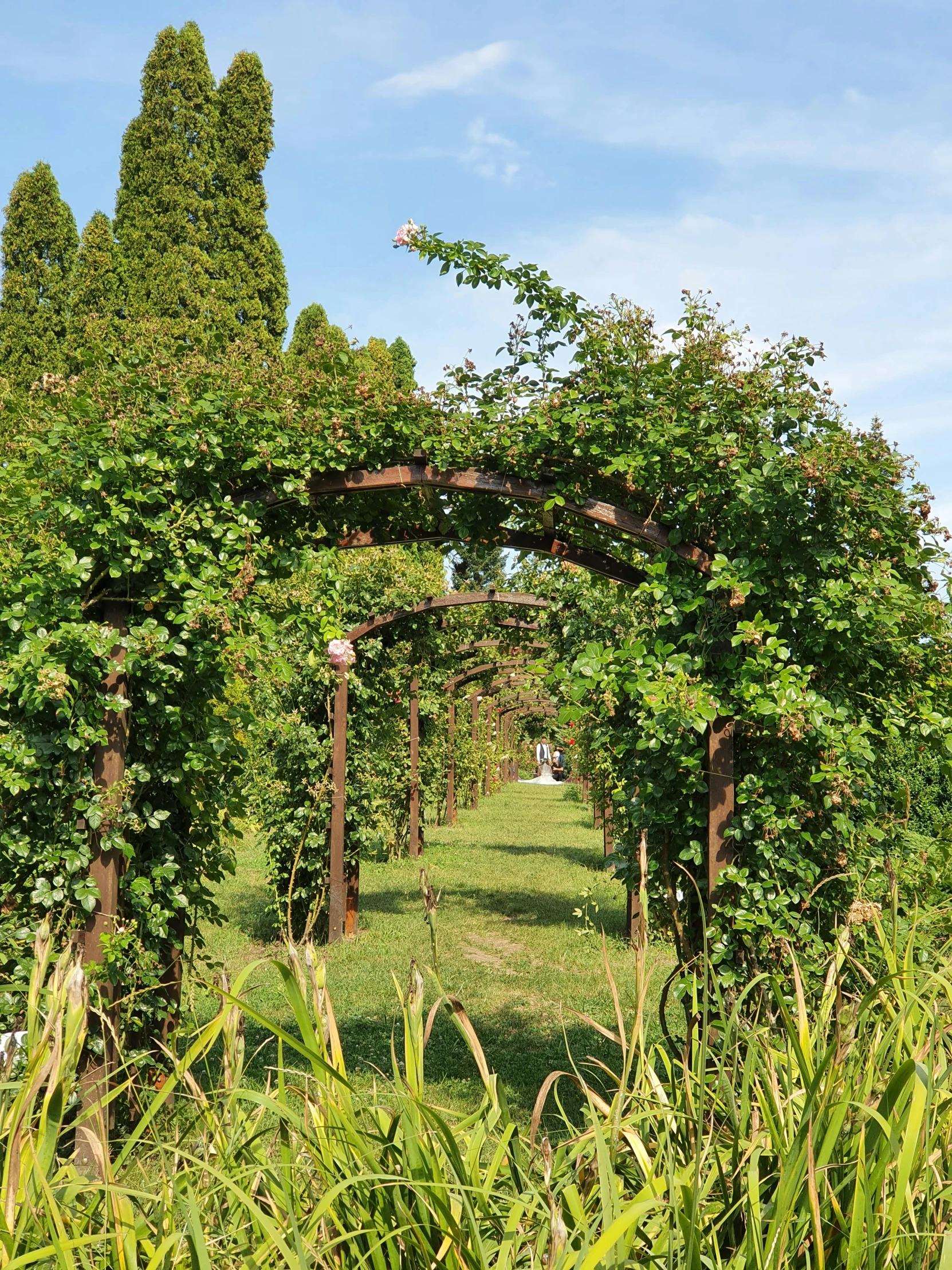 a walkway surrounded by trees and shrubs