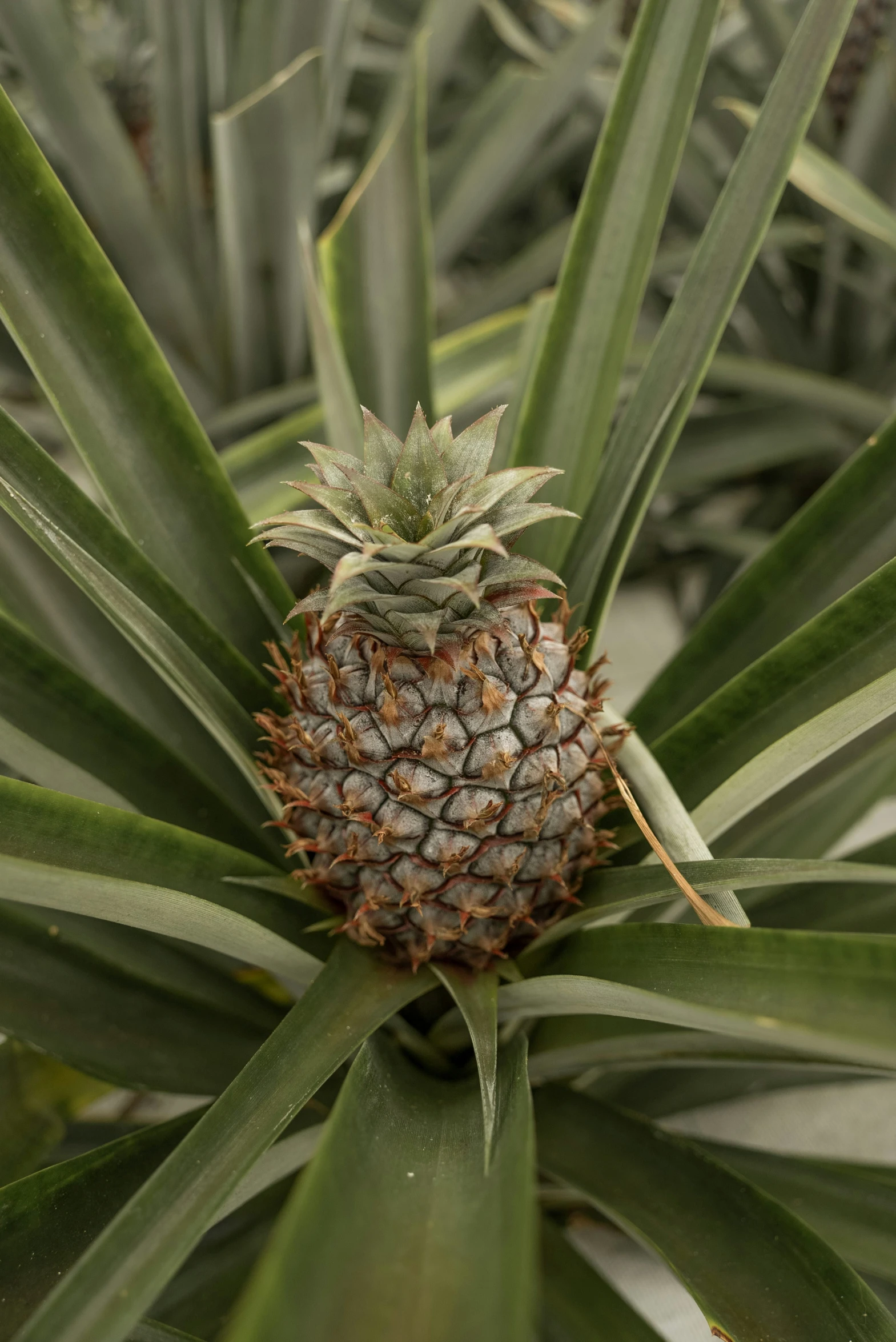 pineapple growing in a pineapple tree on the island