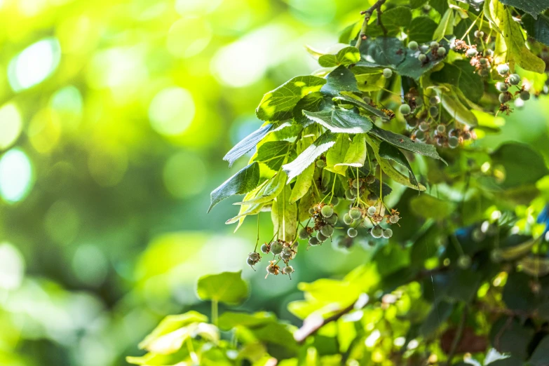 leaves and other vegetation hanging from the nches