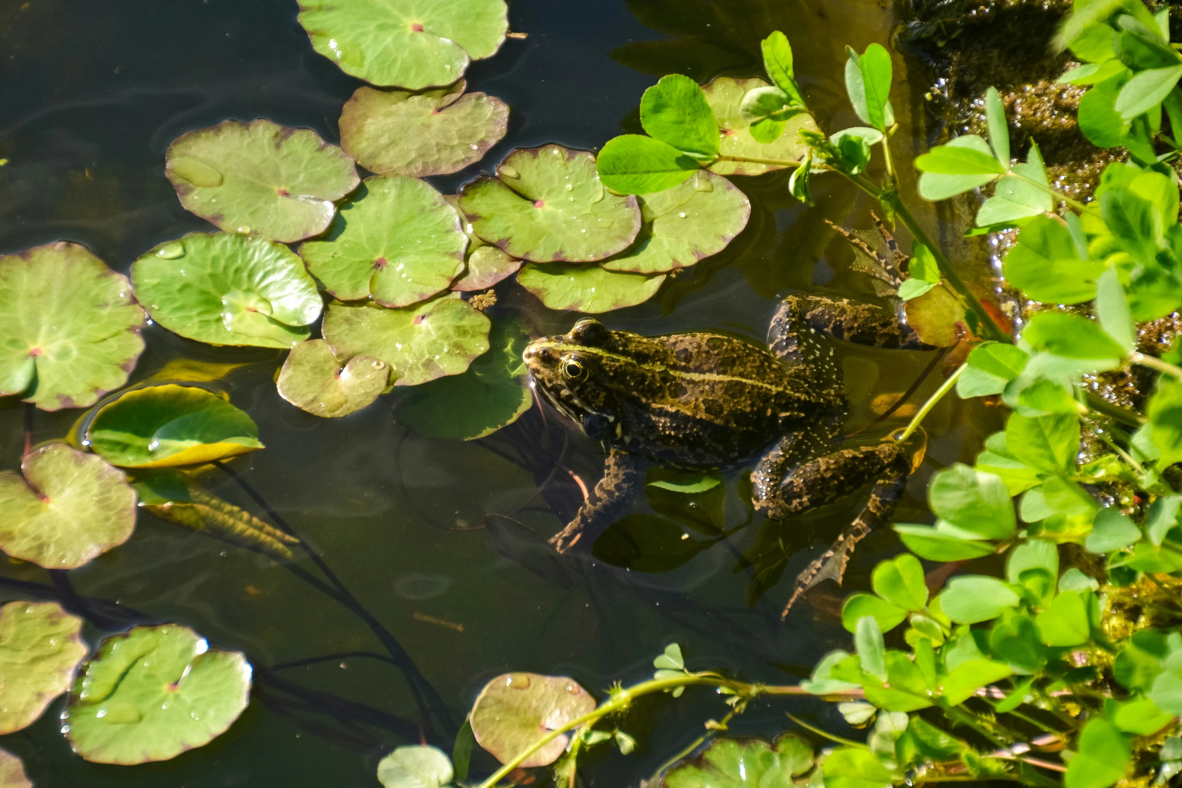 a small alligator with leaves in the water