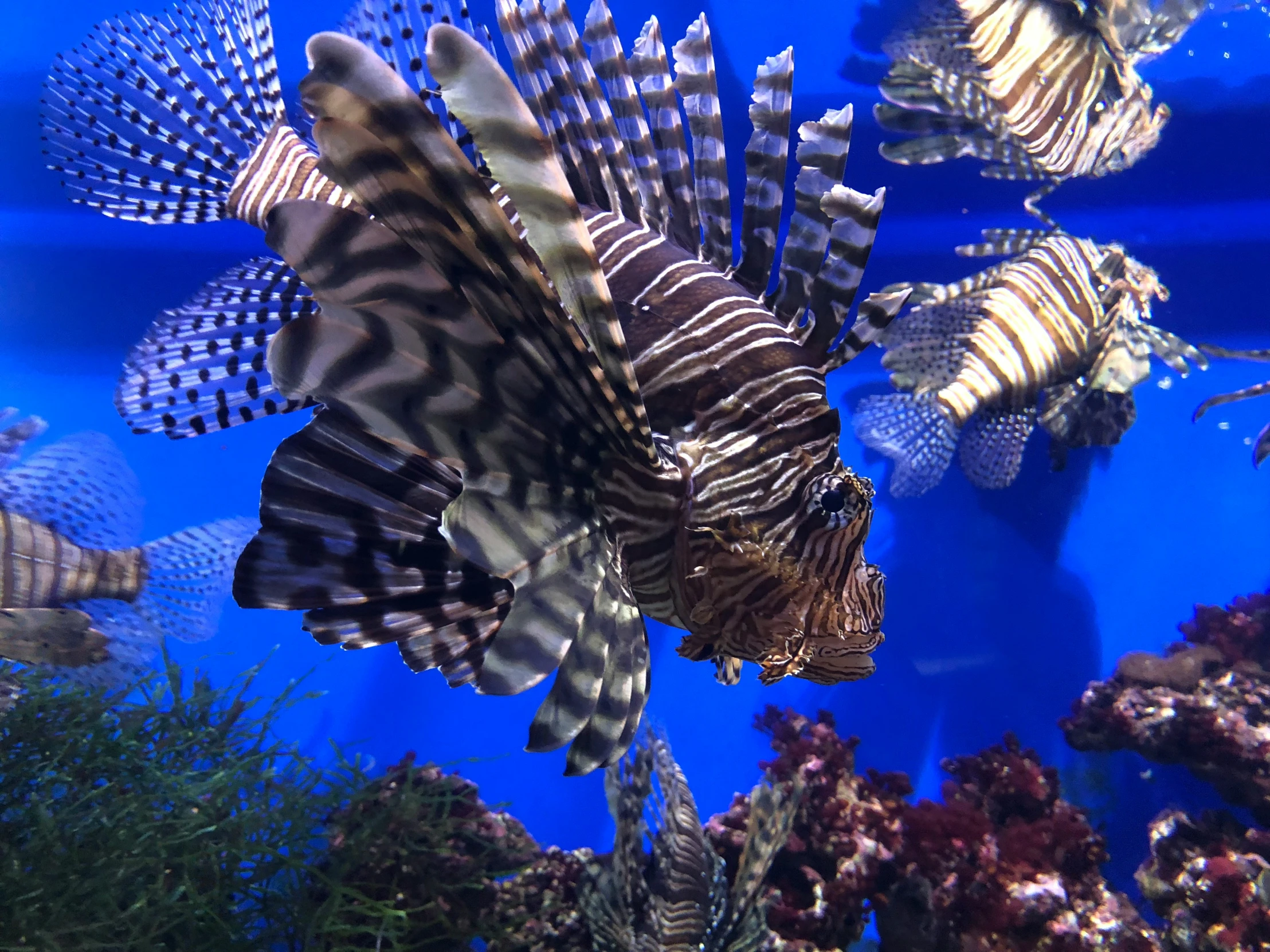 many marine animals floating in the water with their tails